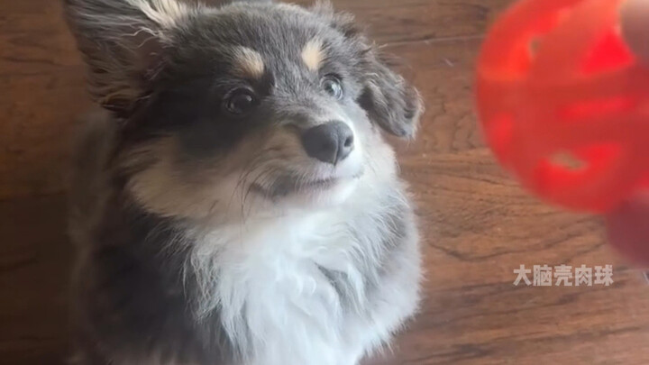 Let’s praise this smart puppy for learning to catch the ball!