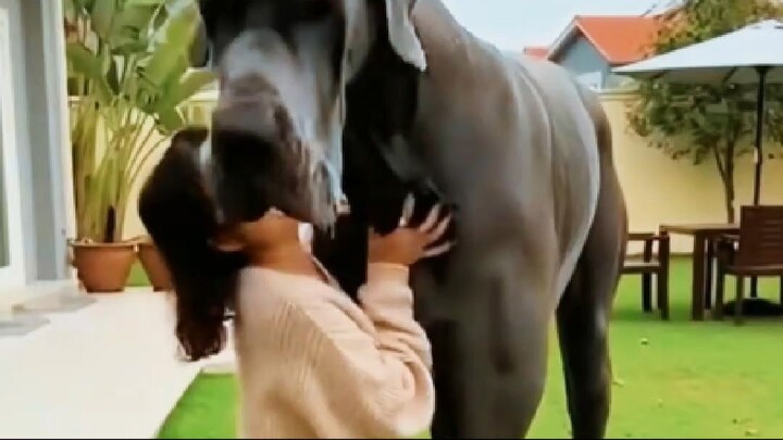 1 Minuto Animal - As Maiores Raças de Cães do Mundo - o número 1 é Impressionante!  #curiosidades