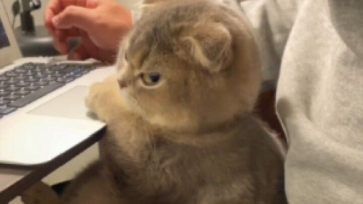 «لدى القطة الصغيرة وجهان إضافيان؟»