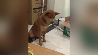 Mưa gió thế này chỉ ở nhà xem tiktok là vui thôi nhỉ dog chó pes chó_cưng