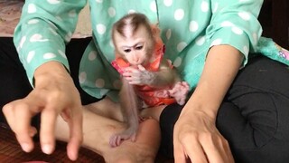 Baby monkey and the cooking