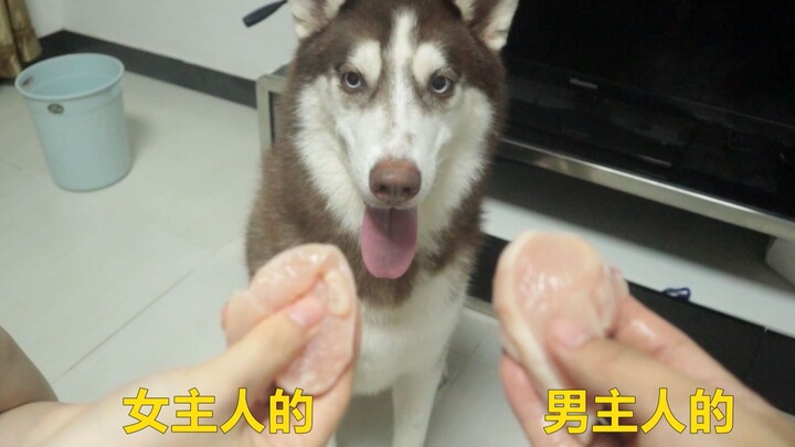 When both the male and female owners simultaneously hold out a piece of meat, whose will the Husky c