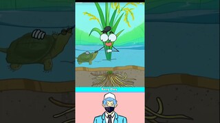 ternyata kura kura ini pemakan serangga #animationmemes