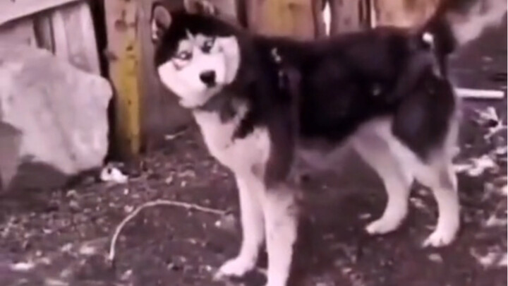 หมาบ๊องๆ ตัวนี้… ทำให้ฉันหัวเราะสามวันสามคืนเลยนะ!