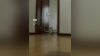 bình thường vẫn nhảy được qua mà🤣🤣cute mèo cat pet petlover onhavandep thinhhanh yeubepnghiennha kyuctrongtoi onhavanvui gopro top