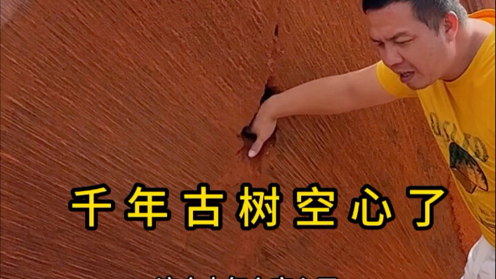 Cây ngàn năm tuổi rỗng ruột