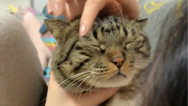 หญ้าฉลาดของชู่juanเป่าหมดเกลี้ยงแล้ว!!!