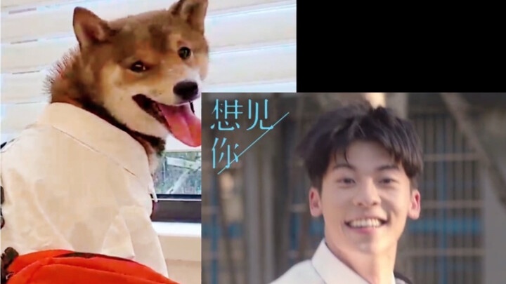 Apa Jiwa Xu Guanghan Masuk ke Tubuh Anjing Keluargaku?