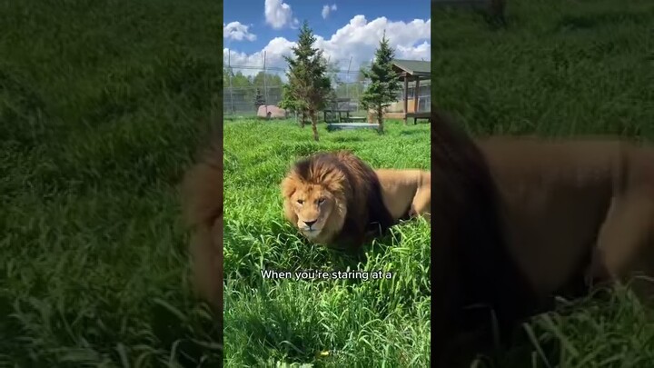 #lion #lionsmane #shorts