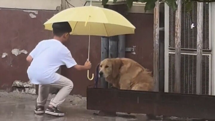 Dog: Humans are beneficial insects!