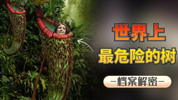 Pohon paling berbahaya: Pohon Darah yang terus berdarah saat terluka, pohon Sandbox yang sama sekali