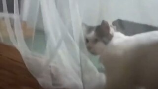 “เหมียวในเต็นท์”