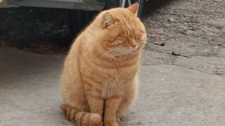 Chiếc bánh mì mềm mại to lớn trong khuôn viên trường