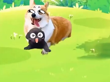 Một chú chó pug
