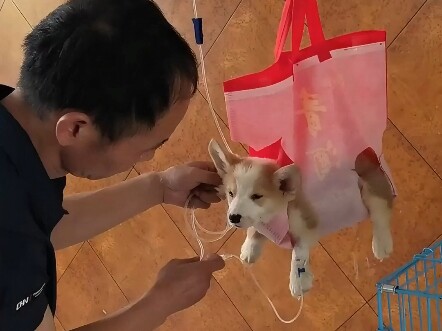 หนึ่งวันของสัตวแพทย์ประจำหมู่บ้านกับการรักษาแมวและสุนัข