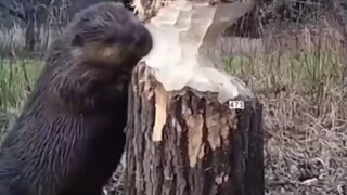 Observe beavers chewing trees up close