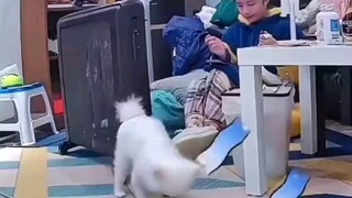 Dog: Mom, does Vadasi have to die today?