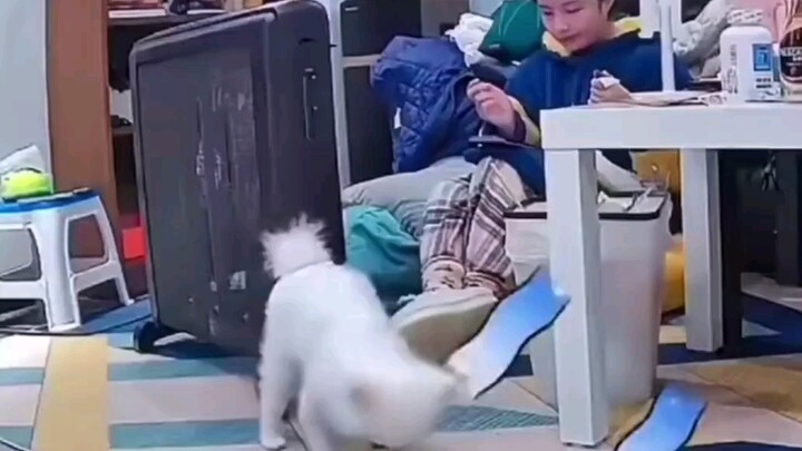 Anjing: Bu, apakah Vadasi harus mati hari ini?