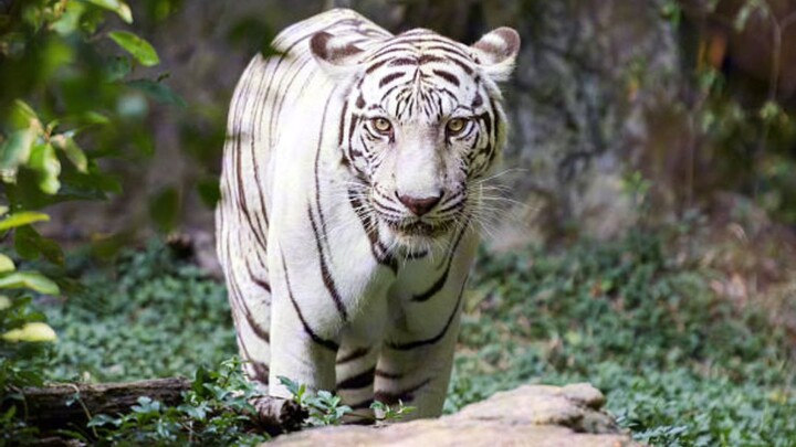 fakta unik harimau putih