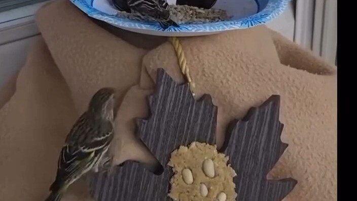 รูปแบบใหม่ของการดูนก