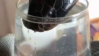 لأول مرة أرى ثعبانًا يشرب الماء، وفمه الصغير يقرقع قرقعة... هل تعتقد أنه "لطيف" أم "مخيف"؟