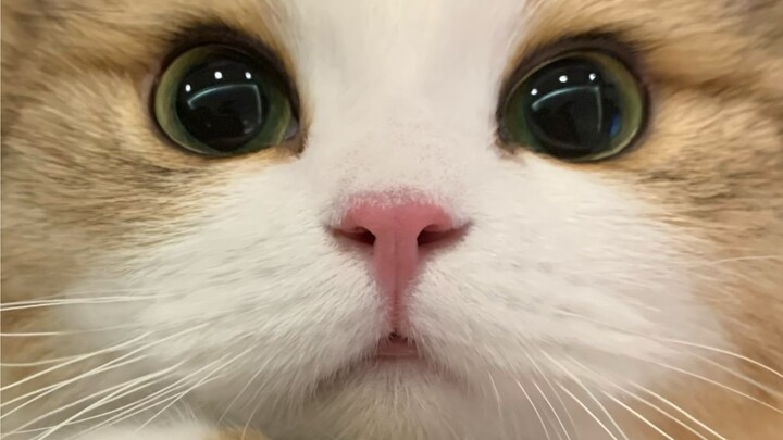 Để tôi chạm vào nó! Để tôi chạm vào nó!