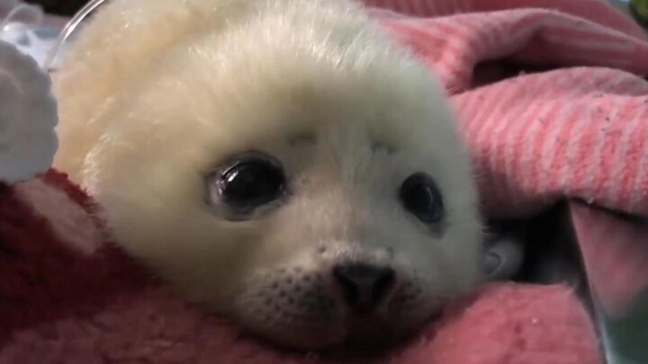 Immersive observation of celebrity baby seal Mizore
