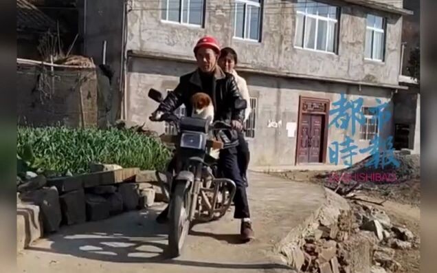 Bahkan anjing pun merasa bersalah.