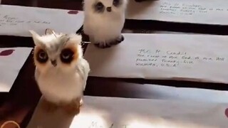 老师为学生们制作霍格沃茨同款录取通知书