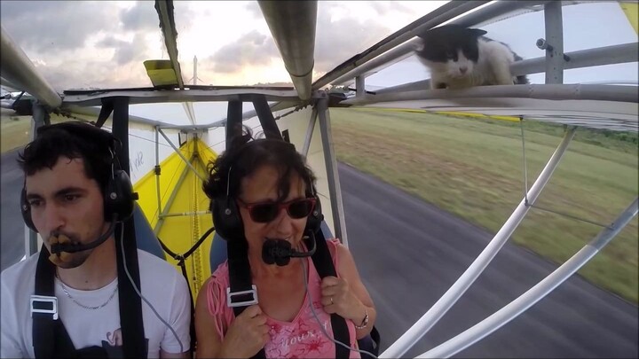 Please check if there are any cats on board before takeoff...