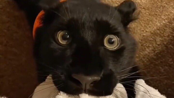 Big cat being cute