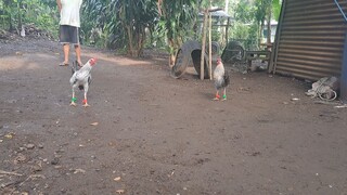 kanawayon vs bulik