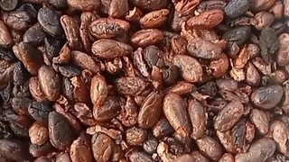 cacao🥰