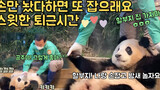 Binatang|Panda Raksasa Fu Bao