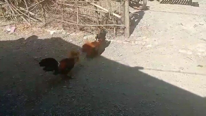 papawes muna mga idol
