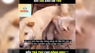 Tổng hợp những khoảnh khắc Hài Hước của Động Vật-152#2