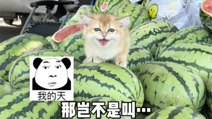 Về chuyện mọi người đặt tên cho bé mèo sữa