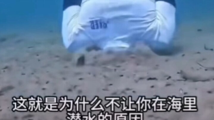 这就是为什么不让你在海里潜水的原因