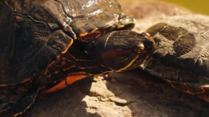 ☀️ ¿Por qué tu tortuga abre la boca al asolearse? (¡El dato que no sabías!) 😱🐢