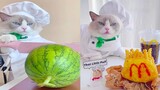 Thú Cưng TV | Mèo biết nấu ăn #5 | Cat cooking food | Thú Cưng Cute