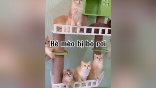 Có ai còn nhớ bé mèo này hongggg mèo cat