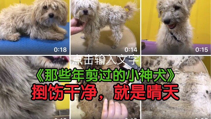 Those Little Divine Dogs I Cut Over the Years