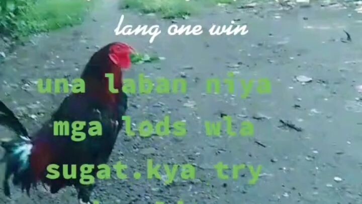 yan mga kanokies qo pangalawa lban niya wla.pdin sugat ang mga papya lines ne joy manok noon.🐓😘😘