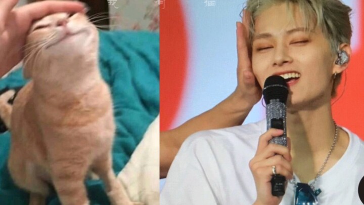 وين جونهوي | أنجح تمثال قط: العالم كله يقرّ بأن مي الصغيرة في بيتي هي قطة حقيقية، وتربيتها معًا معي 