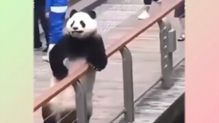 "Hồi đó Xi Vưu cưỡi cái đồ quỷ này sao?" 