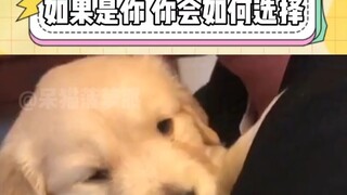 If there’s a strange child and your dog, whom you’ve raised for eight years, at the scene of a fire,