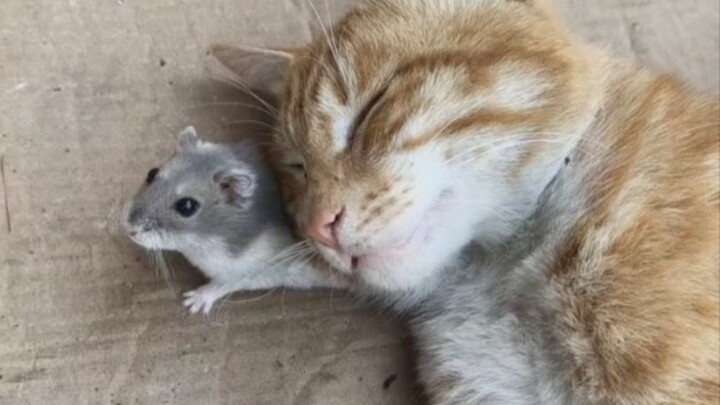 Kucing: Bisa kabarin tikus rumah nih~