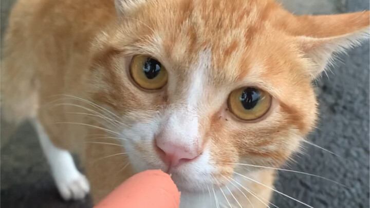 Kucing desa tidak pernah pemilih makanan