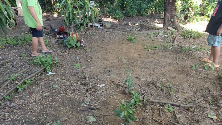 sunday spar 1x winner straight sweater