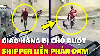 Bị 2 'CON CHÓ' dồn vào đường cùng, anh shipper liền 'PHẢN ĐAM' cực mạnh 😎 Gâu Đần